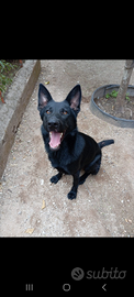 Pastore tedesco nero