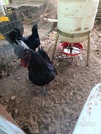 Gallo cemani difetti