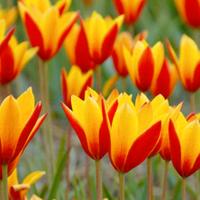 tulipani bulbi Chrysantha fiori piante