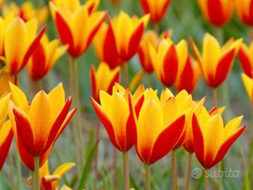 tulipani bulbi Chrysantha fiori piante