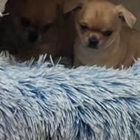 Chiwawa meraviglioso