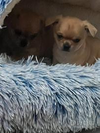 Chiwawa meraviglioso