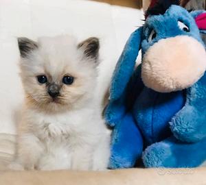 Gattini siberiani ipoallergenici