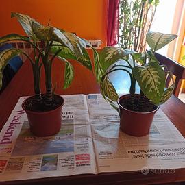 Pianta dieffenbachia 