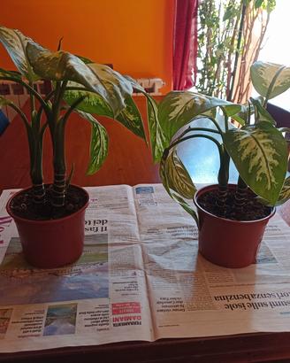 Pianta dieffenbachia 