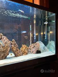 Acquario e pesci