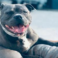 Cuccioli di American Bully