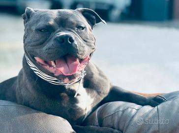 Cuccioli di American Bully