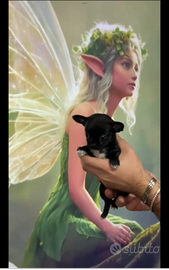 Koaa chihuahua mini Toy con pedigree