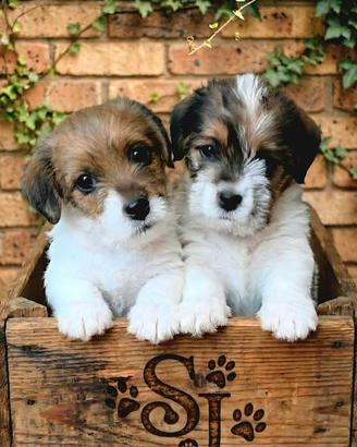 Cucciolo di Jack Russell broken ruvido