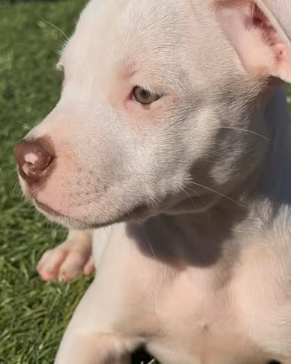 Pitbull red nose