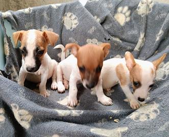 cuccioli di jack Russell 