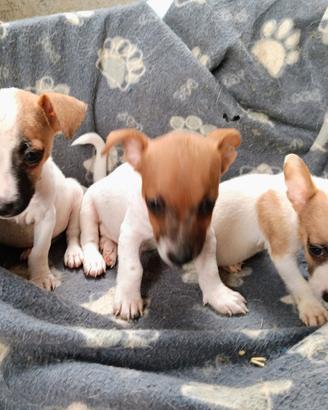 cuccioli di jack Russell 