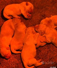 Cuccioli golden Retriever, anglo americani