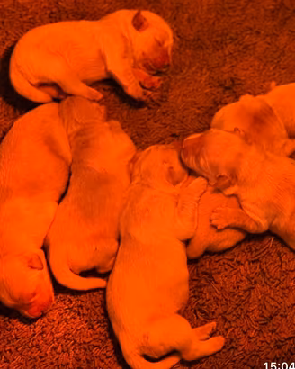 Cuccioli golden Retriever, anglo americani