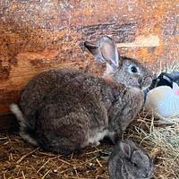 Conigli di vari incroci