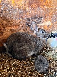 Conigli di vari incroci
