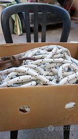 circa 43 metri corda