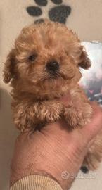 Barboncino Femmina probabile mini toy