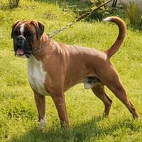 Boxer maschio per monta
