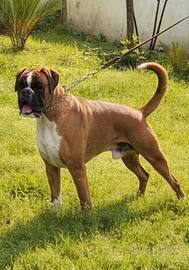 Boxer maschio per monta