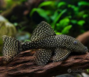 Pesce pulitore / ancistrus