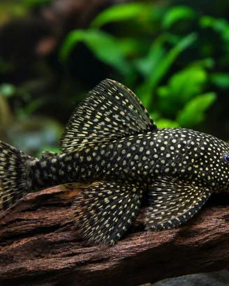 Pesce pulitore / ancistrus