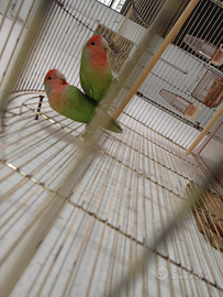 Coppia di inseparabili