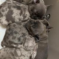 ? Splendida Cucciolata di Bulldog Francese