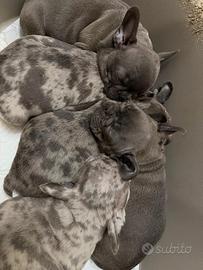 ? Splendida Cucciolata di Bulldog Francese