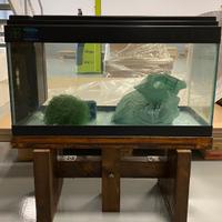 Acquario
