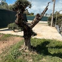 Ulivo