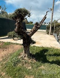 Ulivo