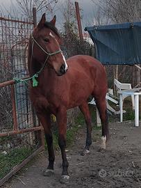 Cavalla psi