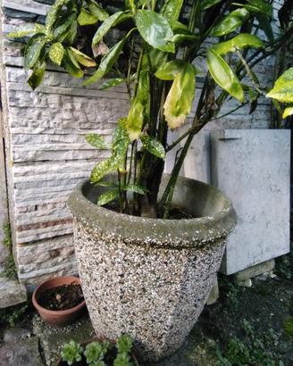 vasi, vaschette e ciotole in terracotta e cemento