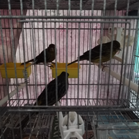 Canarini di colore neri gialli