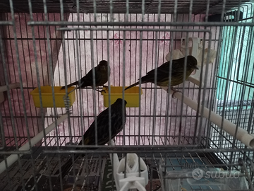 Canarini di colore neri gialli