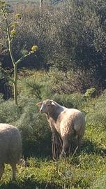 Agnella incrocio ile de france