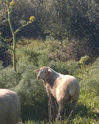 Agnella incrocio ile de france