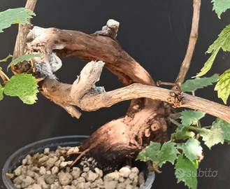 Bonsai