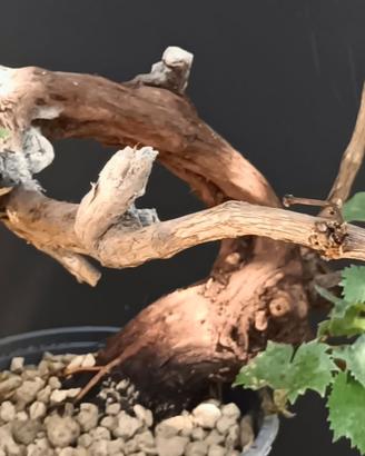 Bonsai