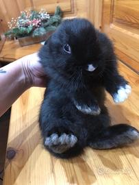 Coniglio nano minitoy