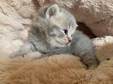 British Shorthair cucciolo