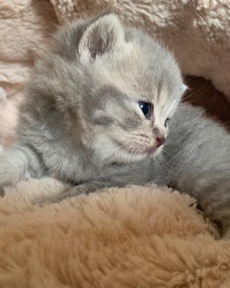 British Shorthair cucciolo