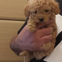 Disponibile cucciolo barboncino Toy maschio albico