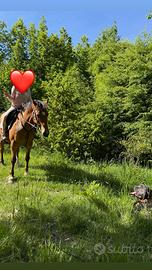 Cavalla italiana giovane da sella 2017