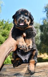 Cucciola PASTORE di BEAUCE nero focata