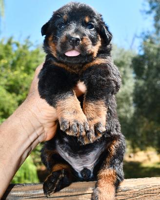 Cucciola PASTORE di BEAUCE nero focata