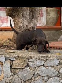 Cani da caccia