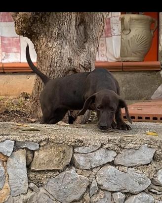 Cani da caccia